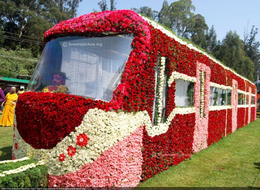 11_Rose flower train